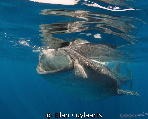 Whaloo
First encounter with whale sharks was incredible.... by Ellen Cuylaerts 